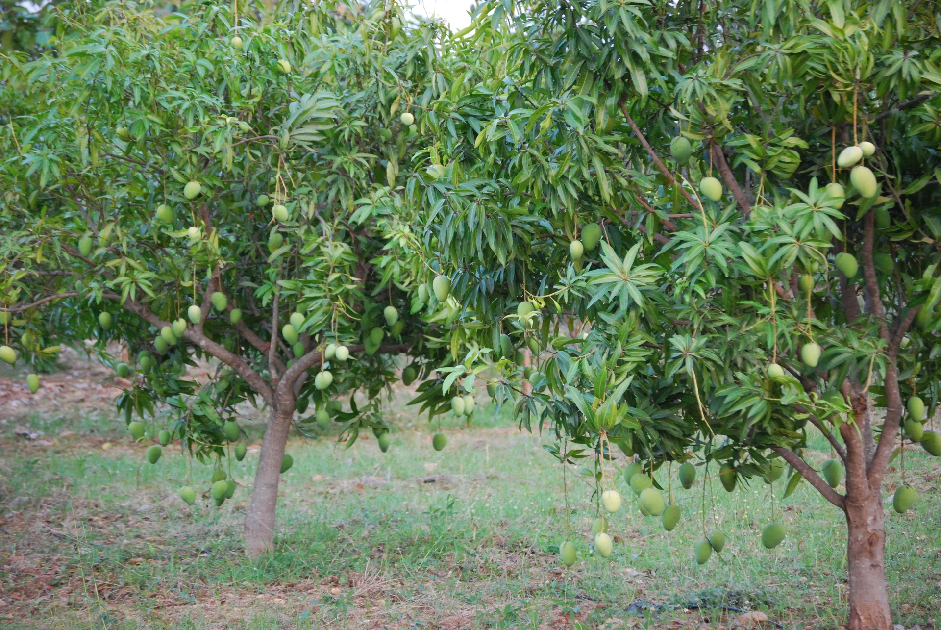 Premium gated community villa plots for sale in Shankarpally Hyderabad