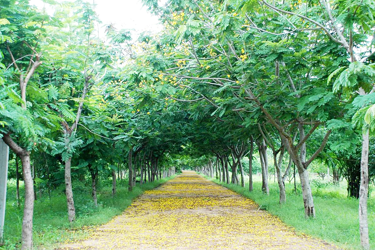 Gated community plots for sale in Shankarpally Hyderabad near Gachibowli