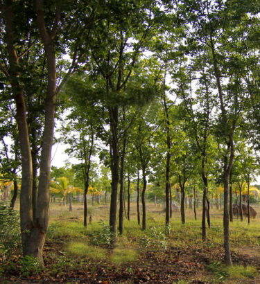 green-valley19
